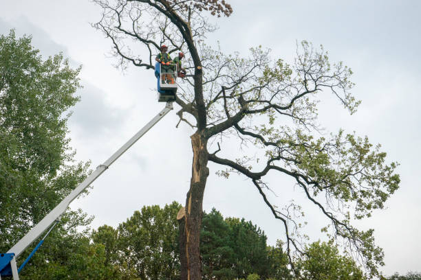 Best Tree Pruning Services  in Chester, SC